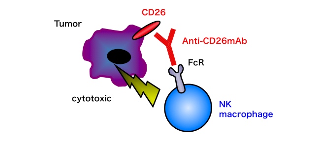 Acting mechanisms of YS110 against cancer