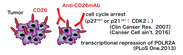 Acting mechanisms of YS110 against cancer