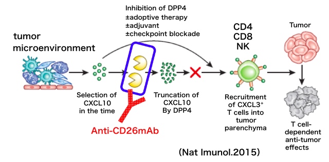 Acting mechanisms of YS110 against cancer