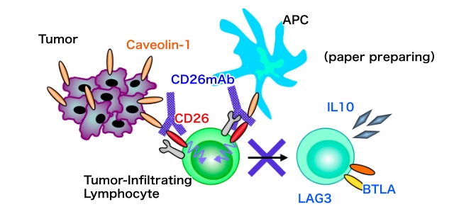 Acting mechanisms of YS110 against cancer